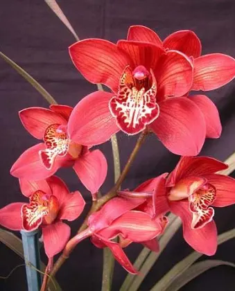 Cymbidium Fire Storm 'Blaze'