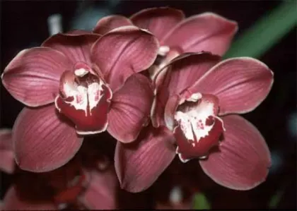 Cymbidium Fire Storm 'Ruby'