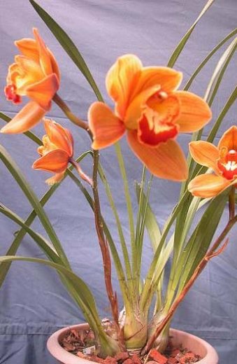Cymbidium Hazel Fay 'Tangerine'