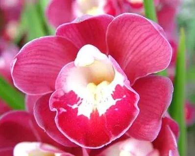 Cymbidium Joy Polis 'Smile Shower'