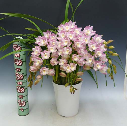 Cymbidium Lucky Flower 'Ammitsu Hime'