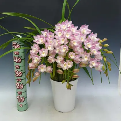 Cymbidium Lucky Flower 'Ammitsu Hime'