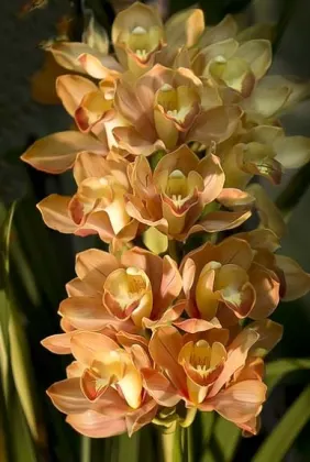 Cymbidium Pierette 'Milk Tea'
