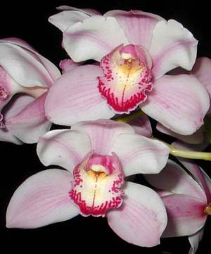 Cymbidium Pink Pop 'Crystal Fruit'