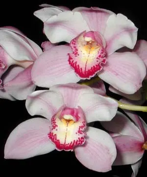 Cymbidium Pink Pop 'Crystal Fruit'