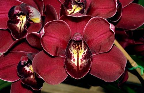 Cymbidium Supernova 'Redhead'