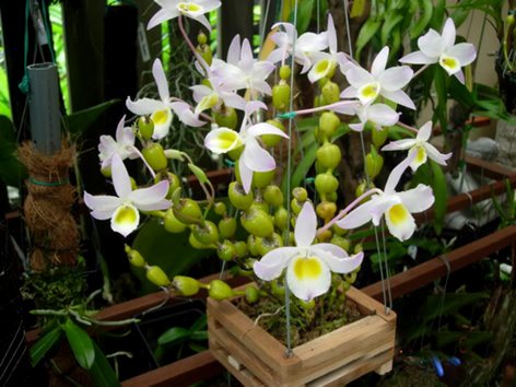 Dendrobium findlayanum