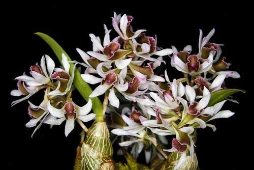 Dendrobium peguanum