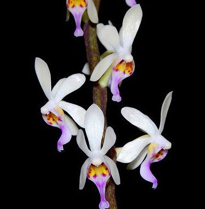 Diploprora truncata