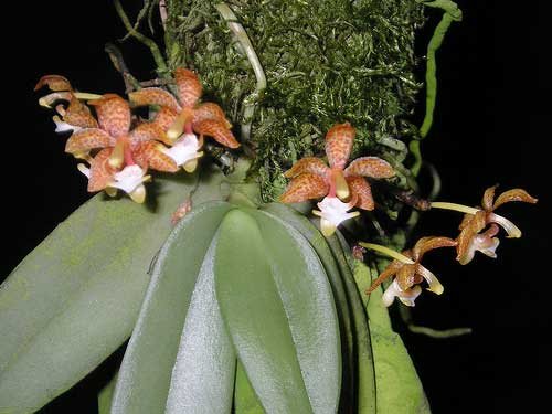 Grosourdya appendiculata