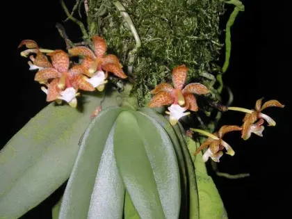 Grosourdya appendiculata