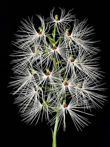 Habenaria myriotricha
