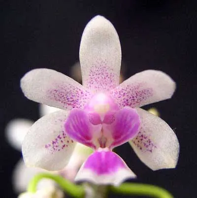 Kingidium deliciosum