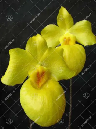 Paphiopedilum armeniacum