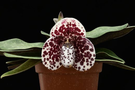 Paphiopedilum bellatulum x self