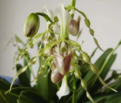 Paphiopedilum dianthum