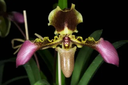 Paphiopedilum hirsutissimum