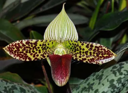 Paphiopedilum sukhakulii x sib