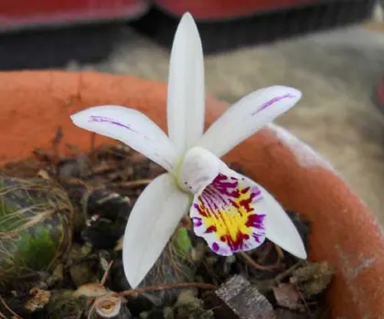 Pleione maculata