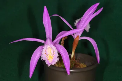 Pleione praecox