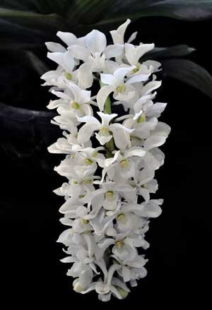 Rhynchostylis gigantea alba