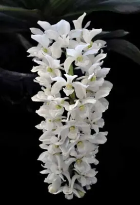 Rhynchostylis gigantea alba