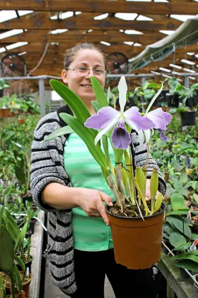 Laeliocattleya C G Roebling 'Blue Indigo'