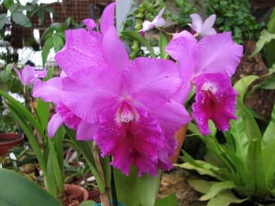 Potinara Hsinying Pink Doll 'Hsinying'