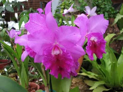 Potinara Hsinying Pink Doll 'Hsinying'
