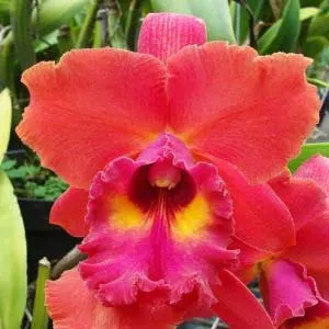 Laeliocattleya Tainan City