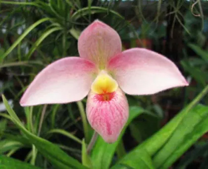 Phragmipedium Hanne Popow (besseae x schlimii)