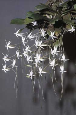 Aerangis brachycarpa