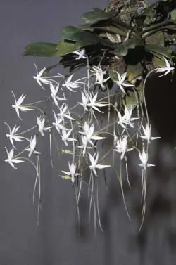 Aerangis brachycarpa