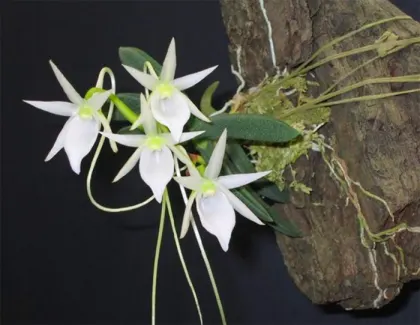 Angraecum aloifolium