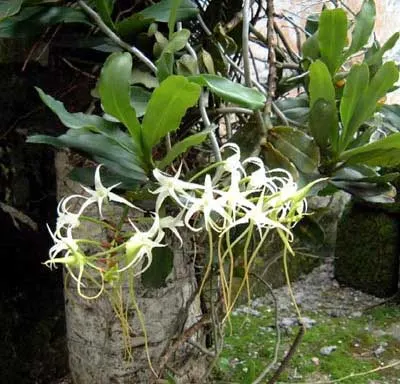 Cyrtorchis chailluana