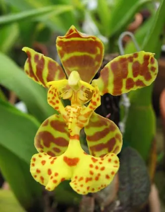 Oncidium limminghei