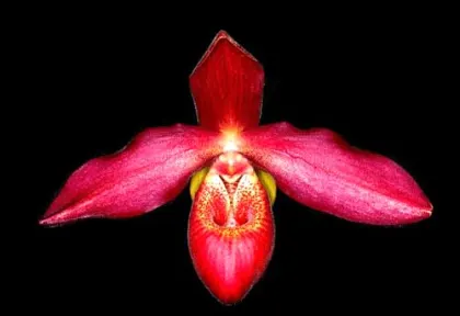 Phragmipedium Memory Dick Clements (besseae x sargentianum)