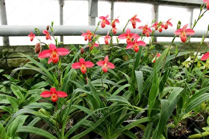 Phragmipedium Andean Fire (besseae x lidleyanum)
