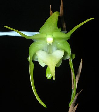 Aeranthes grandiflora