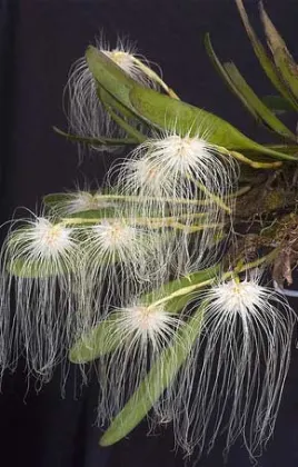 Bulbophyllum medusae