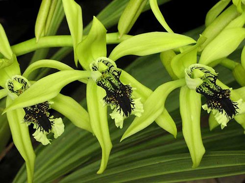Coelogyne pandurata