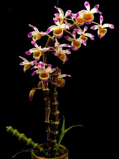 Dendrobium pendulum