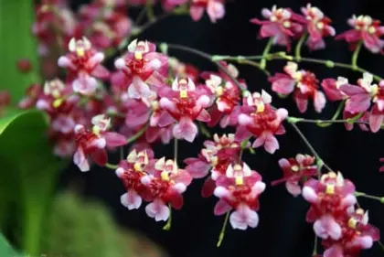 Oncidium Twinkle 'CT Delight'