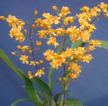 Oncidium Twinkle 'CT Golden Fragrance'