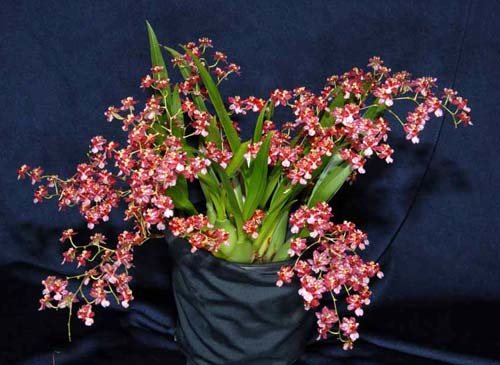 Oncidium Twinkle 'Red Fantasy'