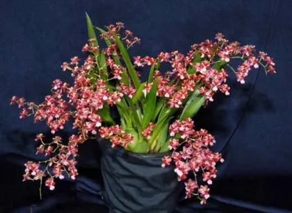 Oncidium Twinkle 'Red Fantasy'