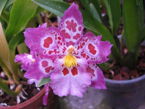 Zelglossoda Calico Gem 'Green Valley #1'