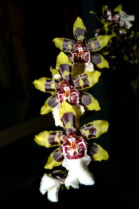 Colmanara Wildcat 'Yellow Butterfly'