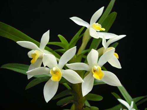 Maxillaria camaridii