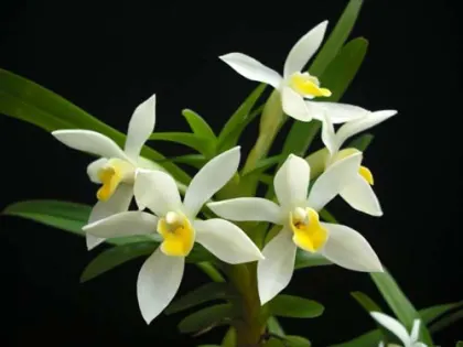 Maxillaria camaridii